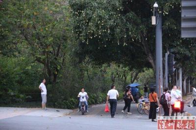 街頭芒果搖曳成風(fēng)景 宜賞不宜食 城市綠化管理新課題