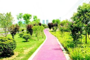 四季常綠三季有花，菏澤市桂陵路景觀帶美爆城市綠化新風尚
