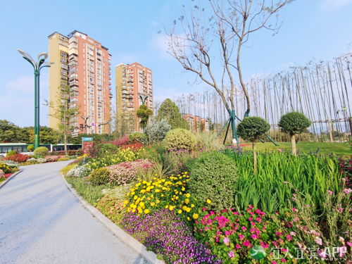 翠屏區 城市花海妝點幸福生活，精細管理提升綠化品質